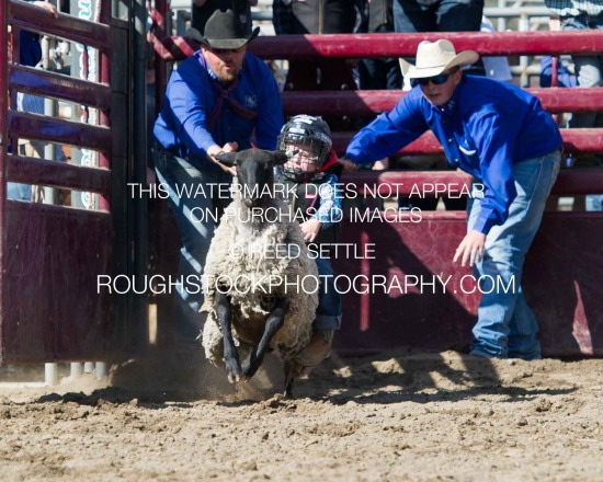 Mutton Bustin