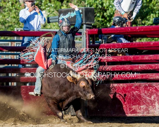 Bulls