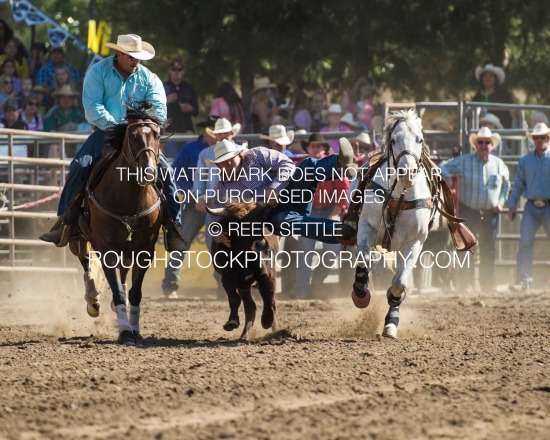 Steer Wrestling