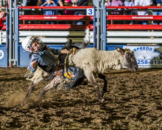 Mutton Bustin