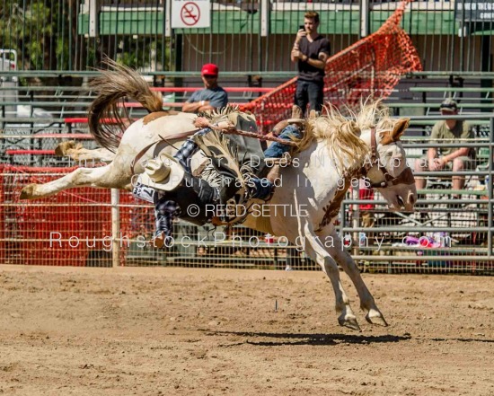 SaddleBronc