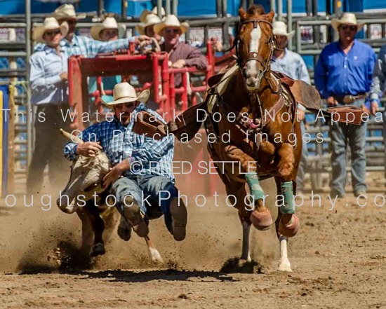 Steer Wrestling