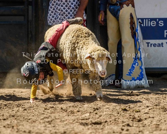 Mutton Bustin