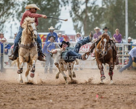 Steer Wrestling