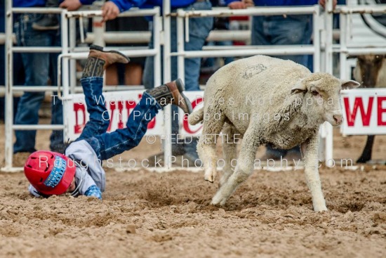 Mutton  Bustin