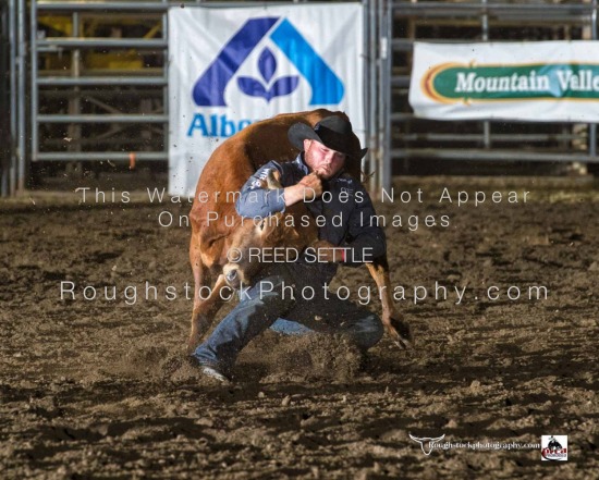 Steer Wrestling