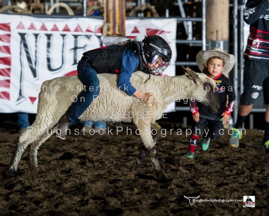 Mutton Bustin