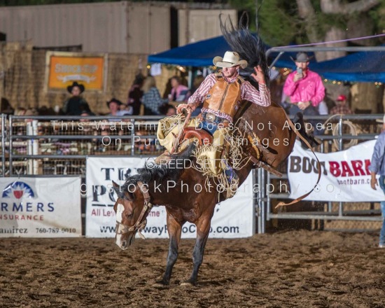 Saddle Bronc