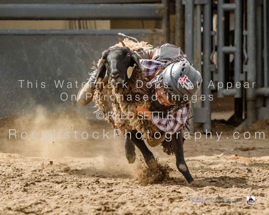 Mutton Bustin