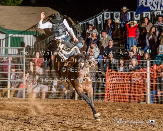 Saddle Bronc