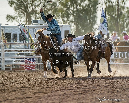 Steer Wrestling