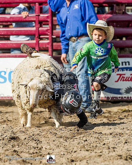 Mutton Bustin