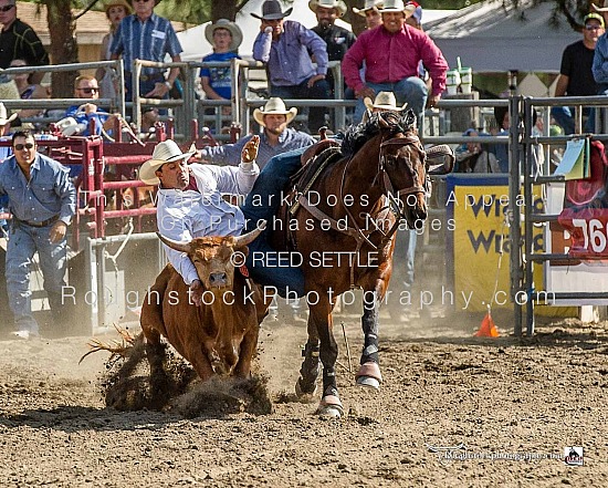 Steer Wrestling