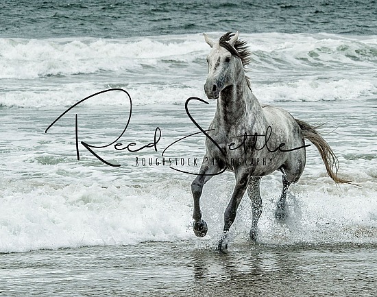 Stallion Beach Photoshoot