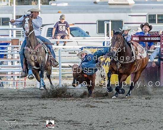 Steer Wrestling