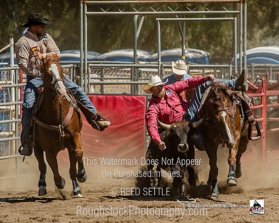 Steer Wrestling