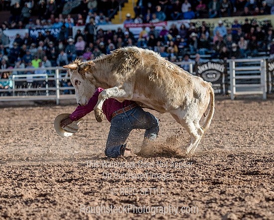 Steer Wrestling