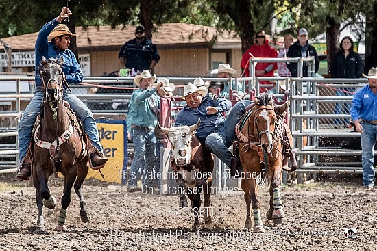 Steer Wrestling