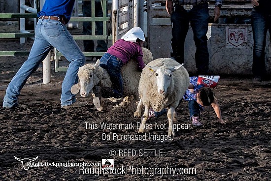 Mutton Bustin