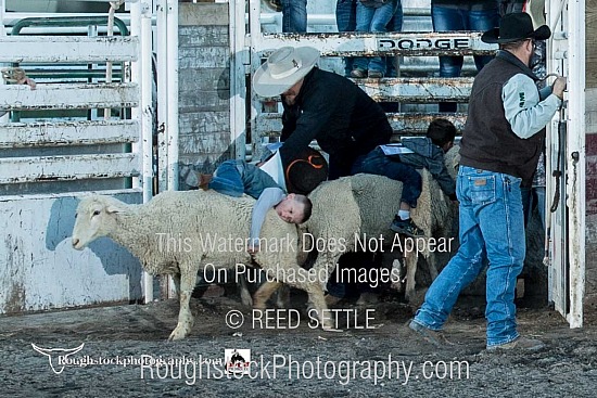 Mutton Bustin