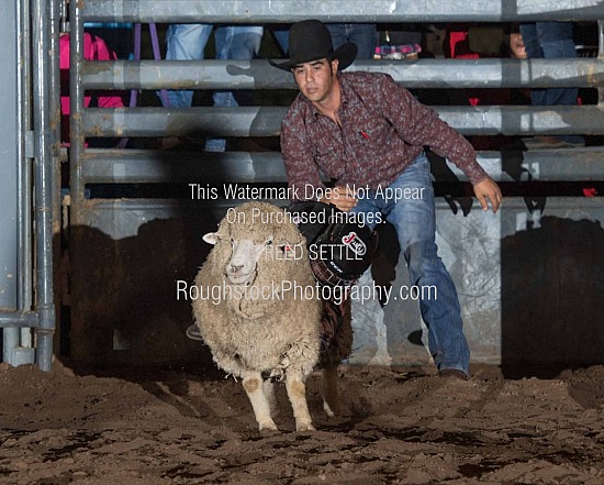 Mutton Bustin