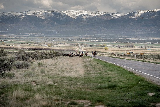 Cattle Drive - Camera 2