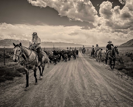 J.T. Cattle Branding and Drive