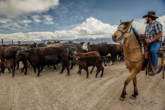 Cattle Drive - Camera 1