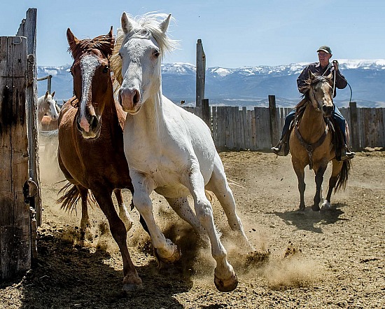 Bar T Rodeo Gelding / Mare Sorting