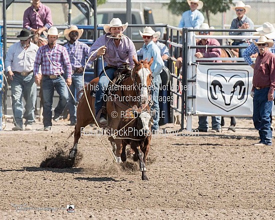 Tie Down Roping