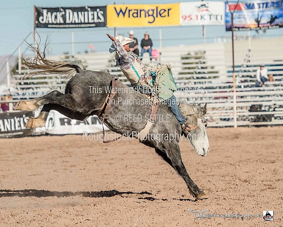 Saddle Broncs