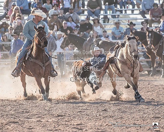 Steer Wrestling