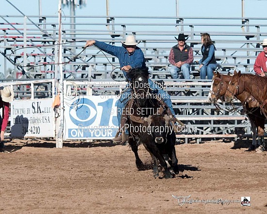 Steer Roping Round 2