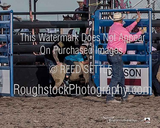 Mutton Bustin