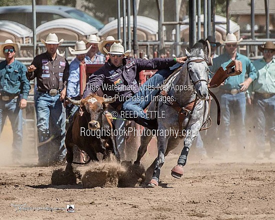Steer Wrestling