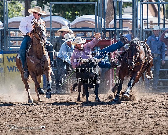 Steer Wrestling