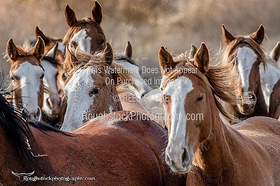 Bar T Rodeo - Moving Bucking Horses