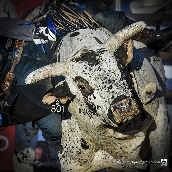 Bulls